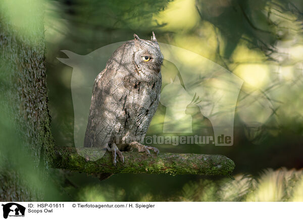 Zwergohreule / Scops Owl / HSP-01611
