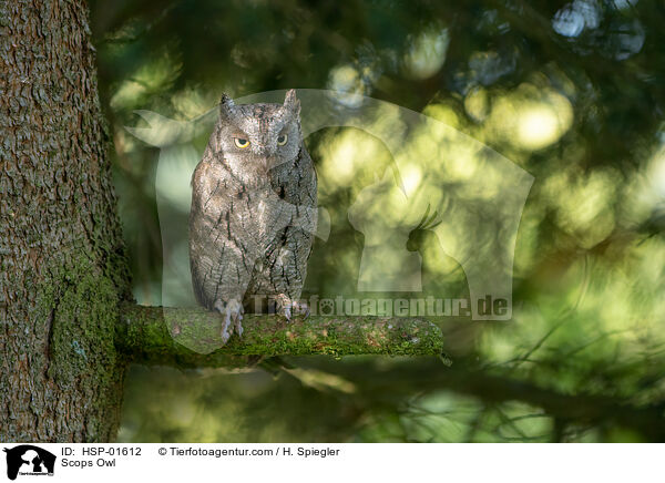 Zwergohreule / Scops Owl / HSP-01612