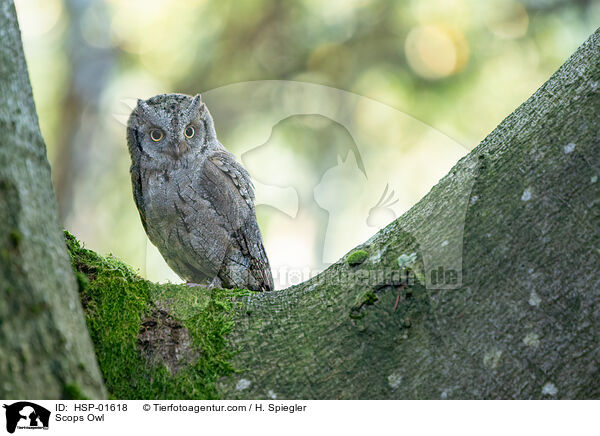Zwergohreule / Scops Owl / HSP-01618