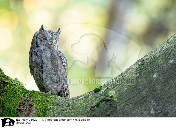 Zwergohreule / Scops Owl / HSP-01620