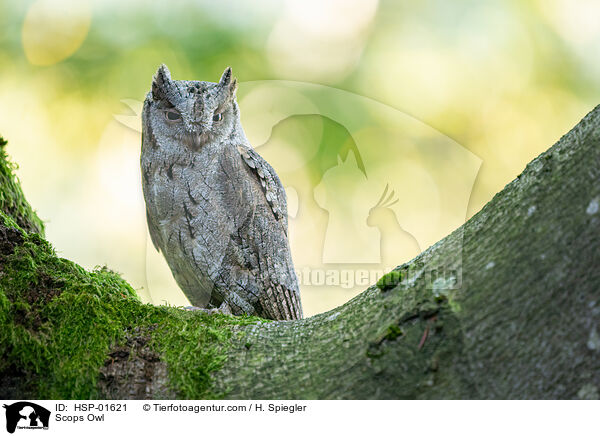 Zwergohreule / Scops Owl / HSP-01621