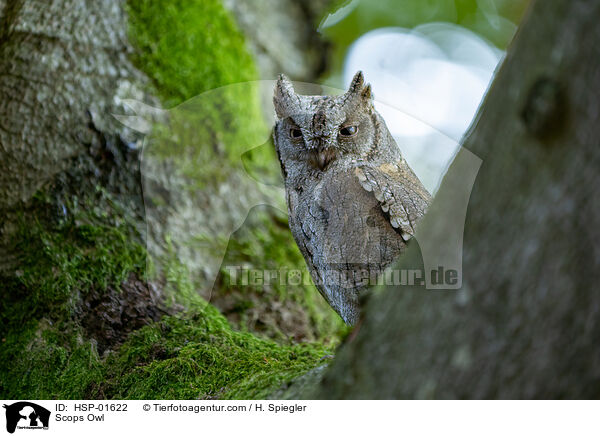 Zwergohreule / Scops Owl / HSP-01622