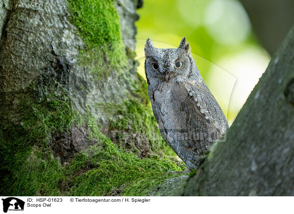 Zwergohreule / Scops Owl / HSP-01623
