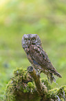 scops owl
