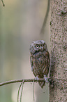 scops owl