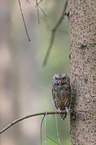 scops owl