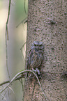 scops owl