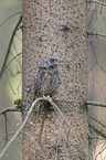 scops owl