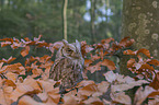 sitting Scops Owl