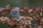 sitting Scops Owl