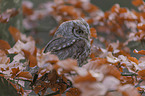 sitting Scops Owl