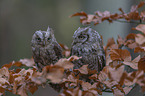 sitting Scops Owls