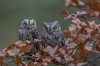 sitting Scops Owls