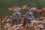 sitting Scops Owls