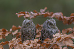 sitting Scops Owls
