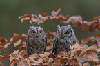 sitting Scops Owls
