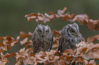 sitting Scops Owls
