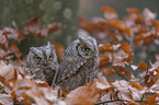 sitting Scops Owls
