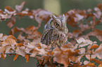 sitting Scops Owl