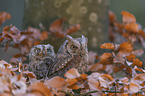 sitting Scops Owls