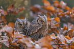sitting Scops Owls
