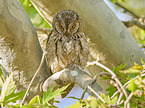 sitting Scops Owl