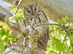 sitting Scops Owl