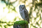 Scops Owl