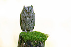 Scops Owl