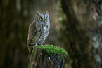Scops Owl