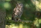 Scops Owl