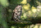 Scops Owl