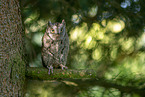 Scops Owl