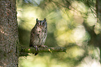 Scops Owl