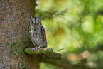 Scops Owl