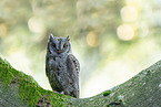 Scops Owl