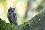 Scops Owl