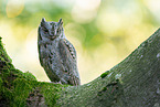 Scops Owl