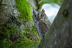 Scops Owl