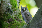 Scops Owl