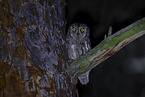 scops owl