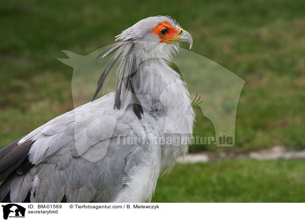 secretarybird / BM-01569