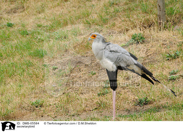 Sekretr / secretarybird / DMS-05584