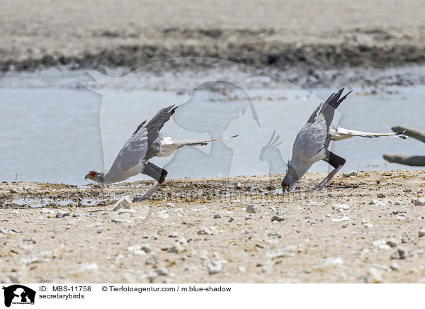 secretarybirds / MBS-11758