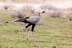 secretarybird