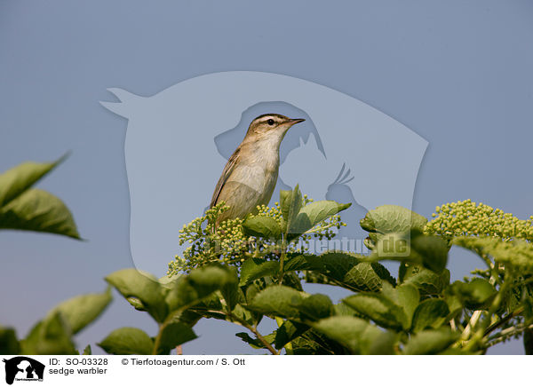 Schilfrohrsnger / sedge warbler / SO-03328