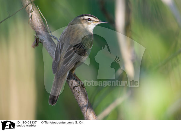sedge warbler / SO-03337