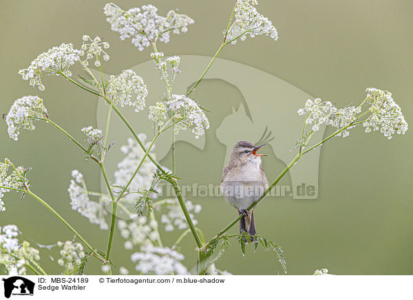 Schilfrohrsnger / Sedge Warbler / MBS-24189