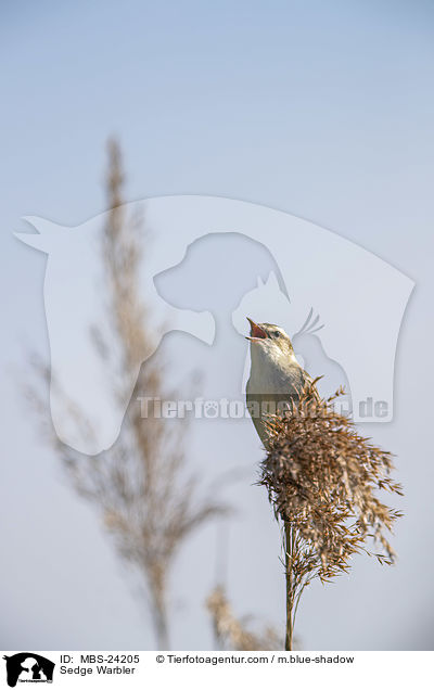 Schilfrohrsnger / Sedge Warbler / MBS-24205