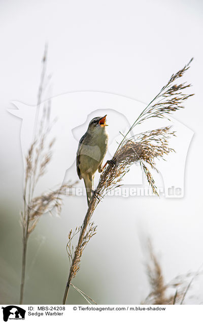 Schilfrohrsnger / Sedge Warbler / MBS-24208